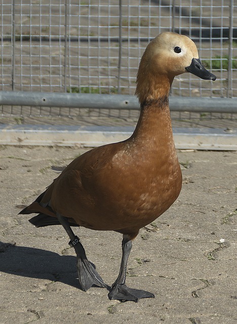 传统阵容
